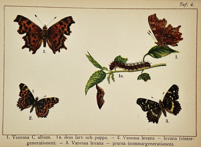 Gottfrid Adlerz (1858–1918) – Study of Comma and Map Butterflies with Larva and Pupa (1 of 2)