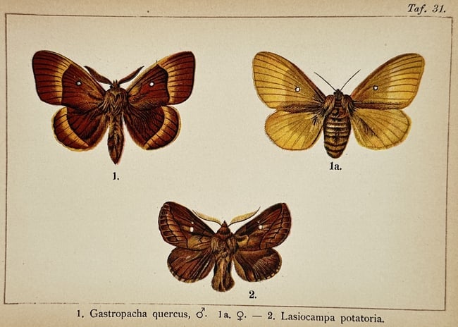 Gottfrid Adlerz (1858–1918) – Study of Oak Eggar and Drinker Moths – Lithograph (1900–1910) (1 of 2)