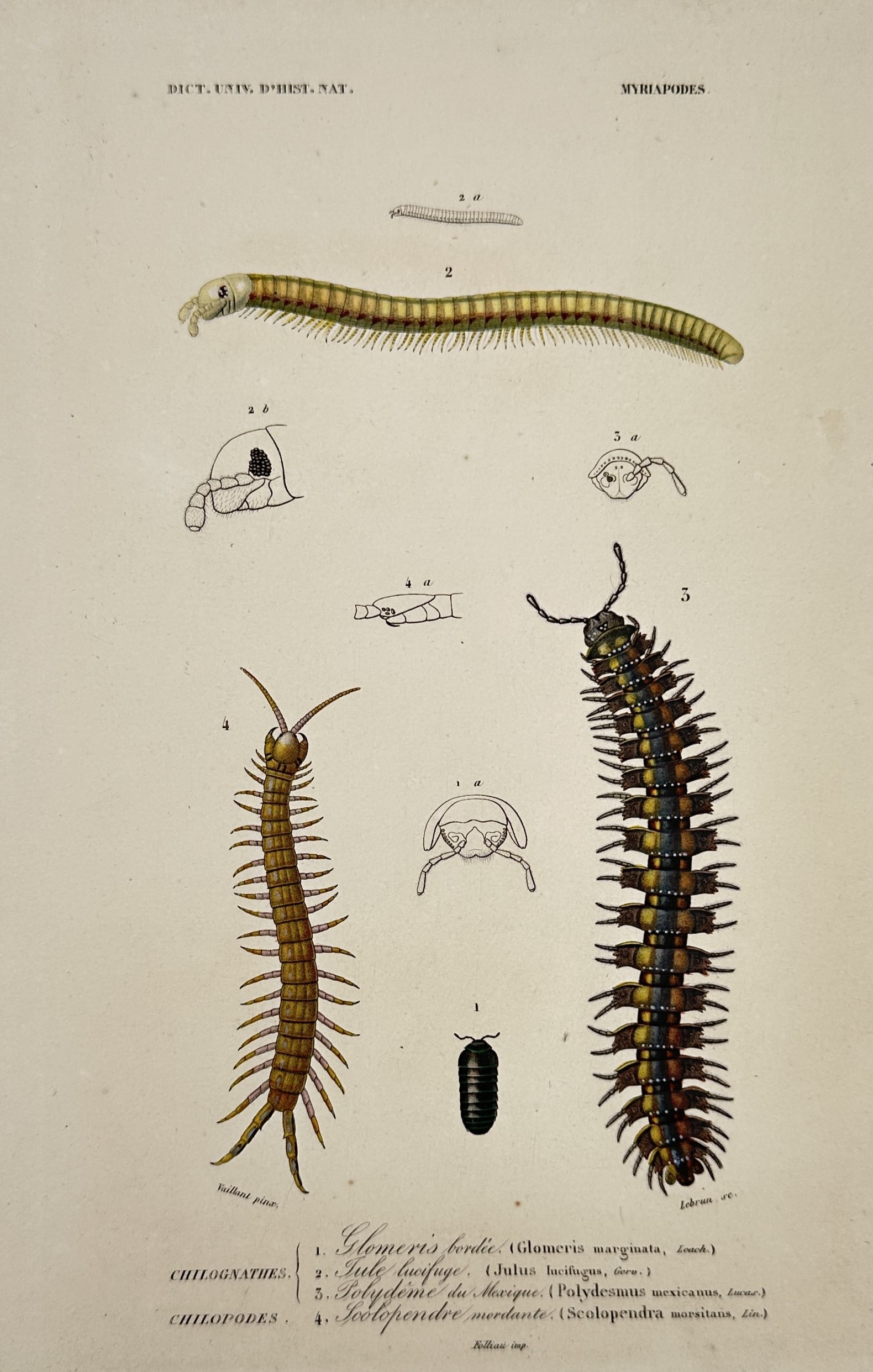 Charles Dessalines d'Orbigny – View of Centipedes and Millipedes – Hand-coloured engraving (1 of 2)