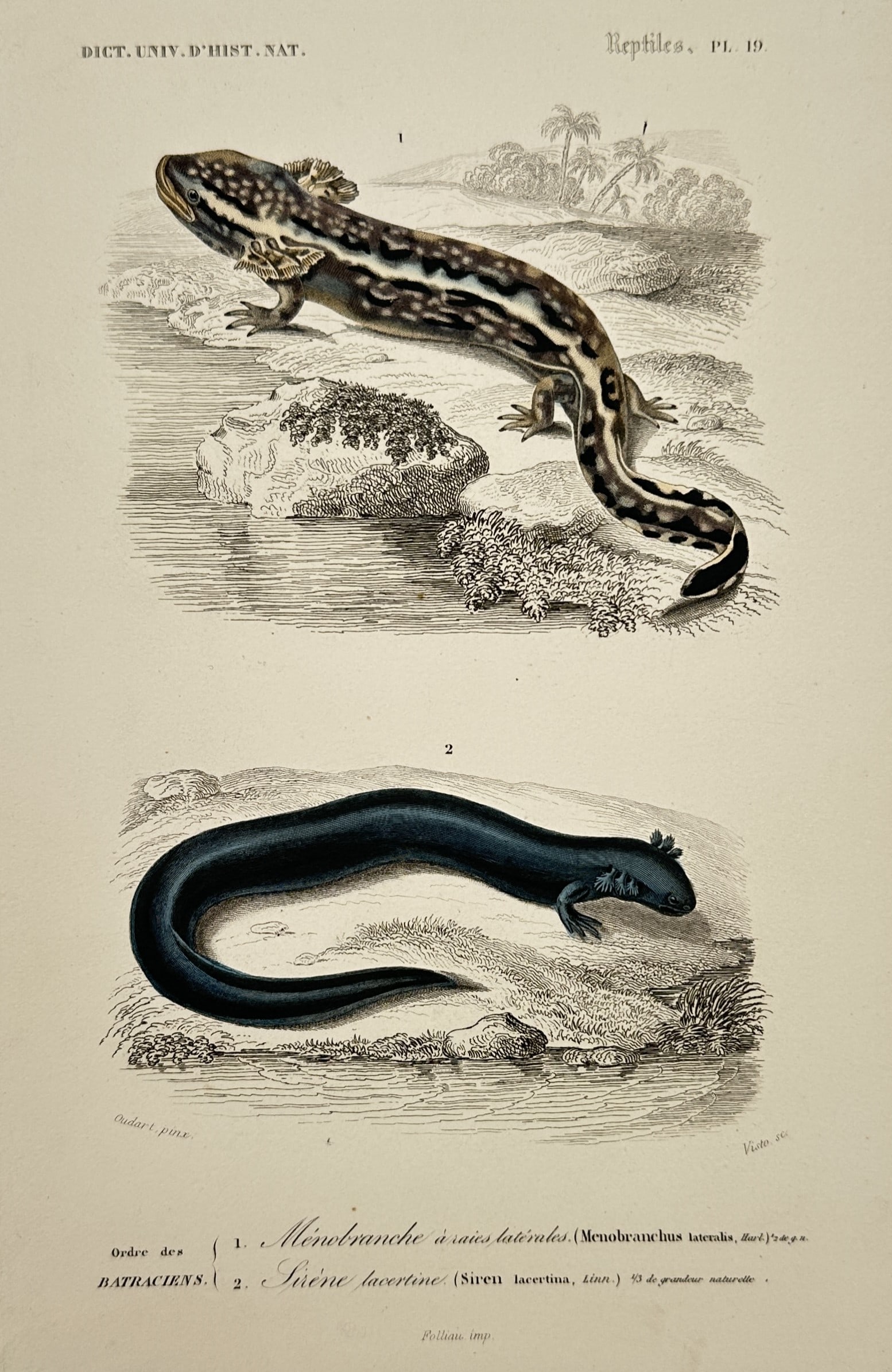 Charles Dessalines d'Orbigny – View of a Mudpuppy and a Greater Siren – Hand-coloured engraving (1 of 2)
