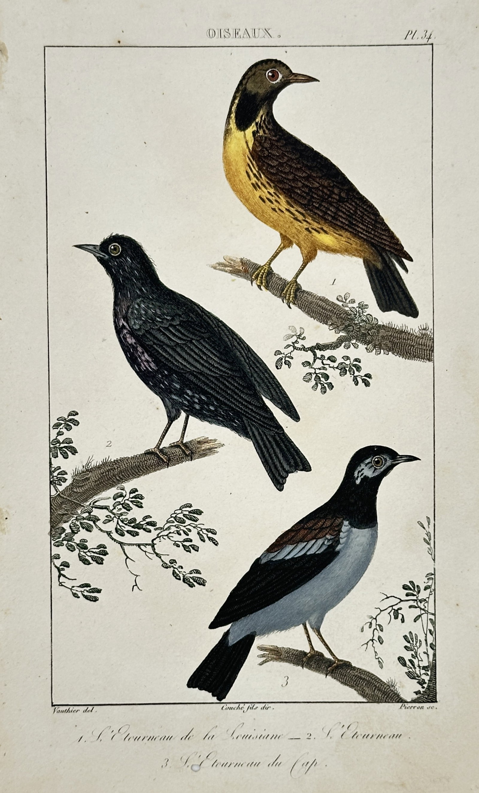 Antoine-Charles Vauthier – View of Meadowlarks and Starlings – Hand-coloured engraving (1 of 2)