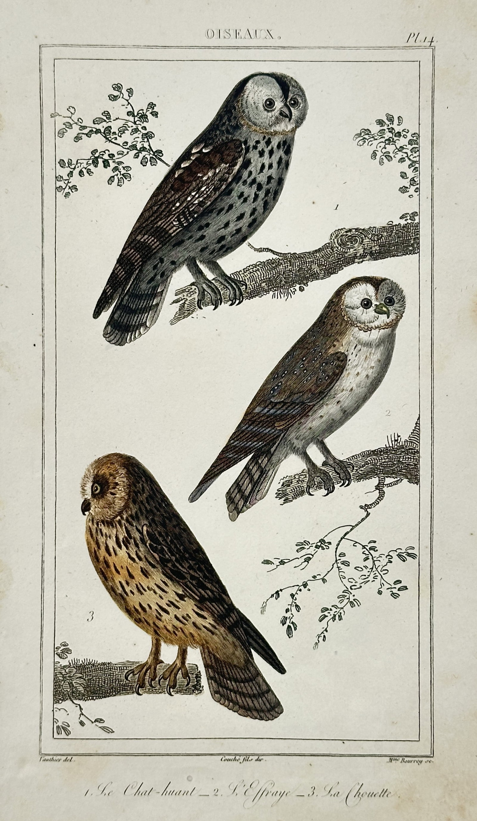 Antoine-Charles Vauthier – View of Owls – Hand-coloured engraving (1820–1840) (1 of 2)