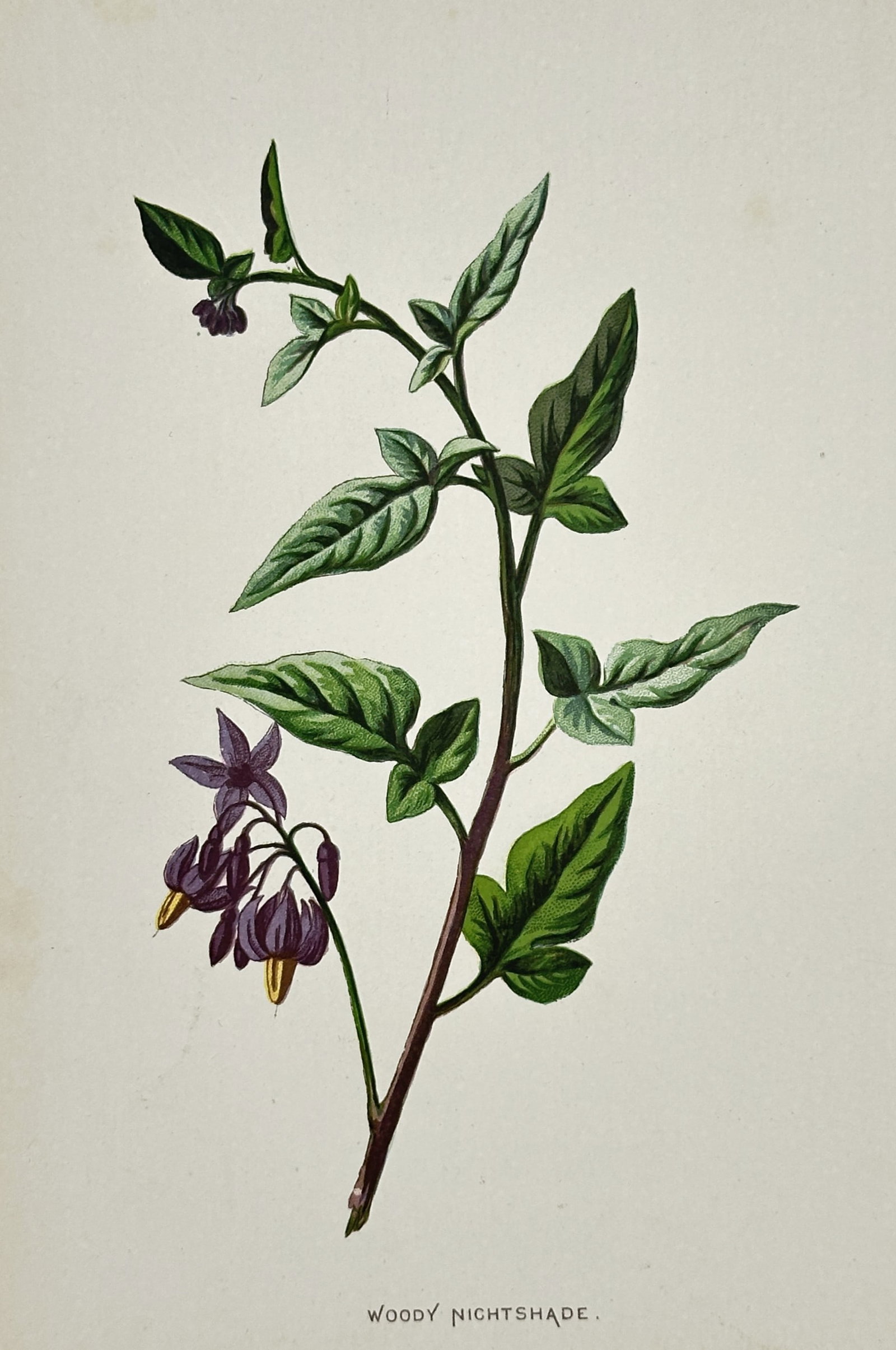Frederick Edward Hulme (1841–1909) – View of Woody Nightshade – Chromolithograph (1880) (1 of 2)