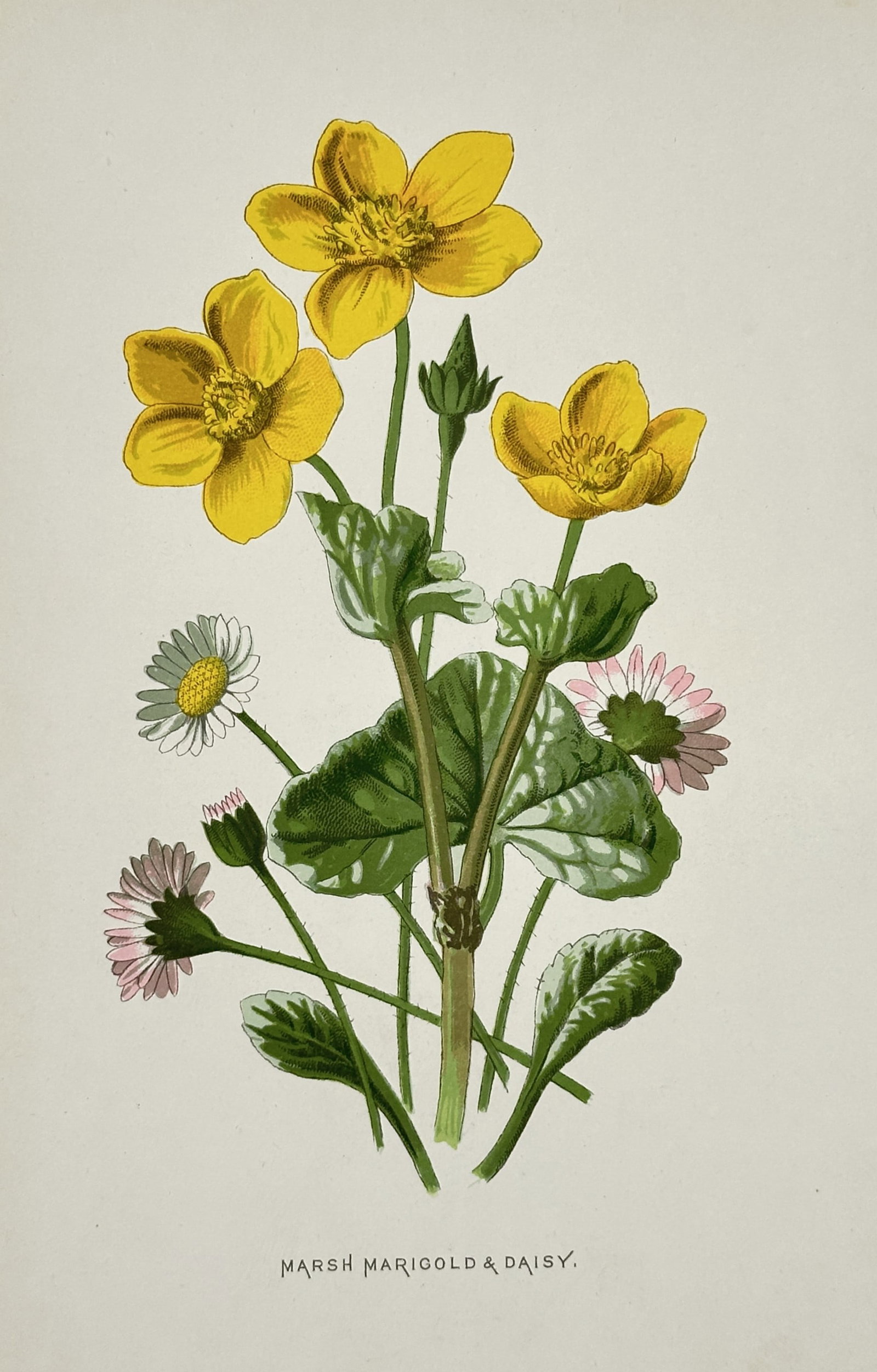 Frederick Edward Hulme (1841–1909) – View of Marsh Marigold and Daisy – Chromolithograph (1 of 2)