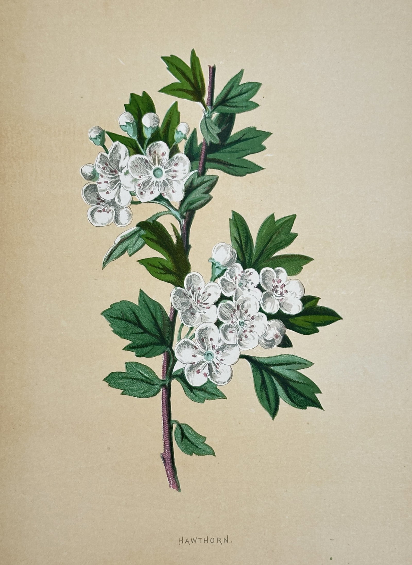 Frederick Edward Hulme (1841–1909) – View of Hawthorn – Chromolithograph (1880): "Hawthorn" portrays a botanical study of Crataegus monogyna, showing a woody stem adorned with deeply lobed, vibrant green leaves. The illustration features dense clusters of delicate white blossoms w