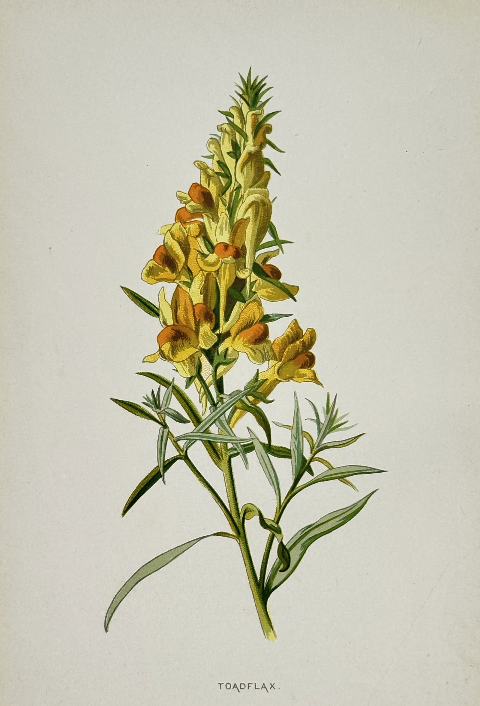 Frederick Edward Hulme (1841–1909) – View of Toadflax – Chromolithograph (1880): "Toadflax" portrays a botanical study of Linaria vulgaris, commonly known as yellow toadflax or butter-and-eggs. The illustration features a slender stem with narrow, linear green leaves and a dense t