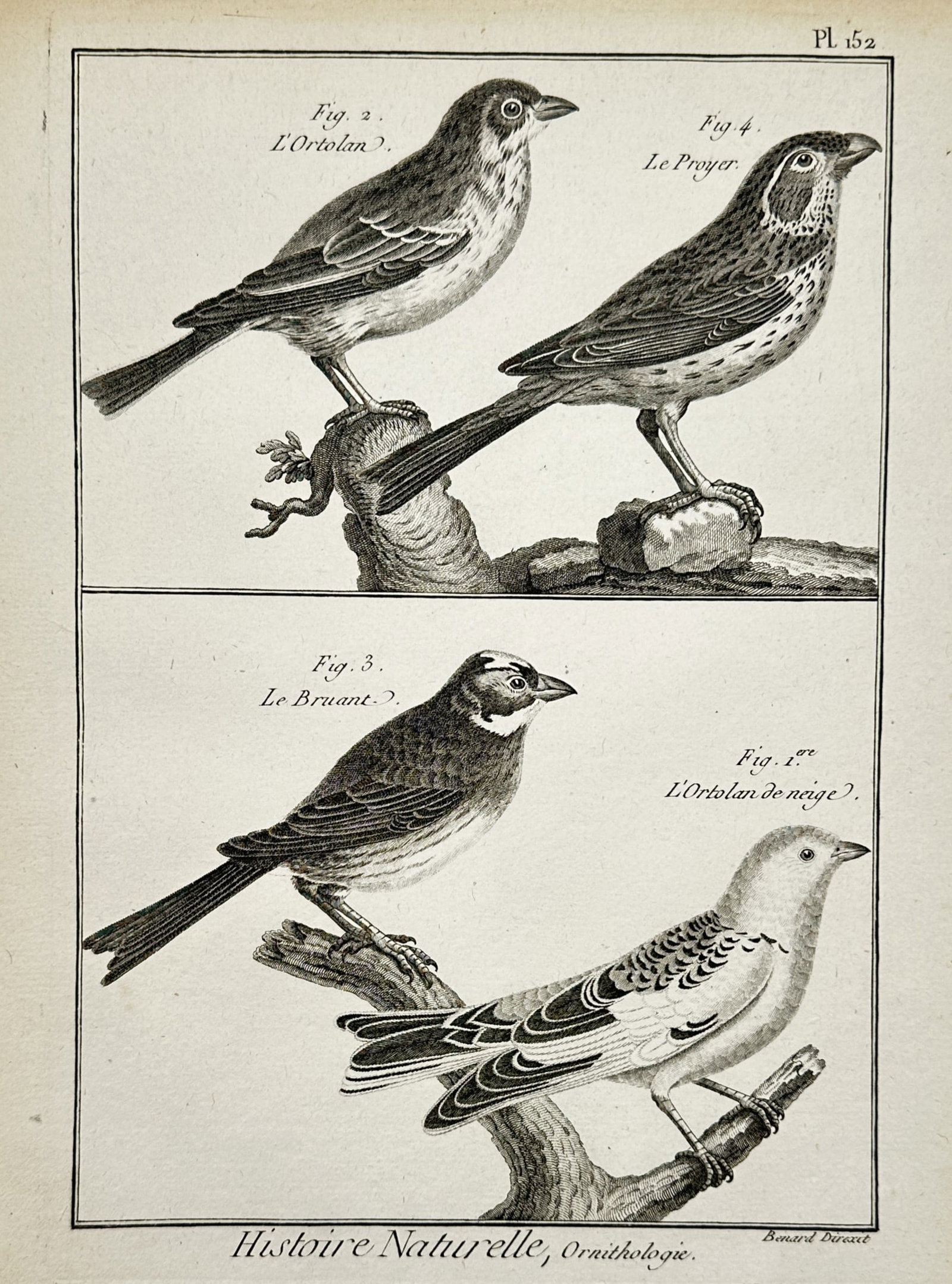 Robert Benard (1734–1777) – View of Ortolans and Buntings – Copper engraving (1780): "Histoire Naturelle, Ornithologie" portrays four species of small songbirds from the Emberizidae family perched on textured branches and stones. The composition is divided into two registers: the uppe