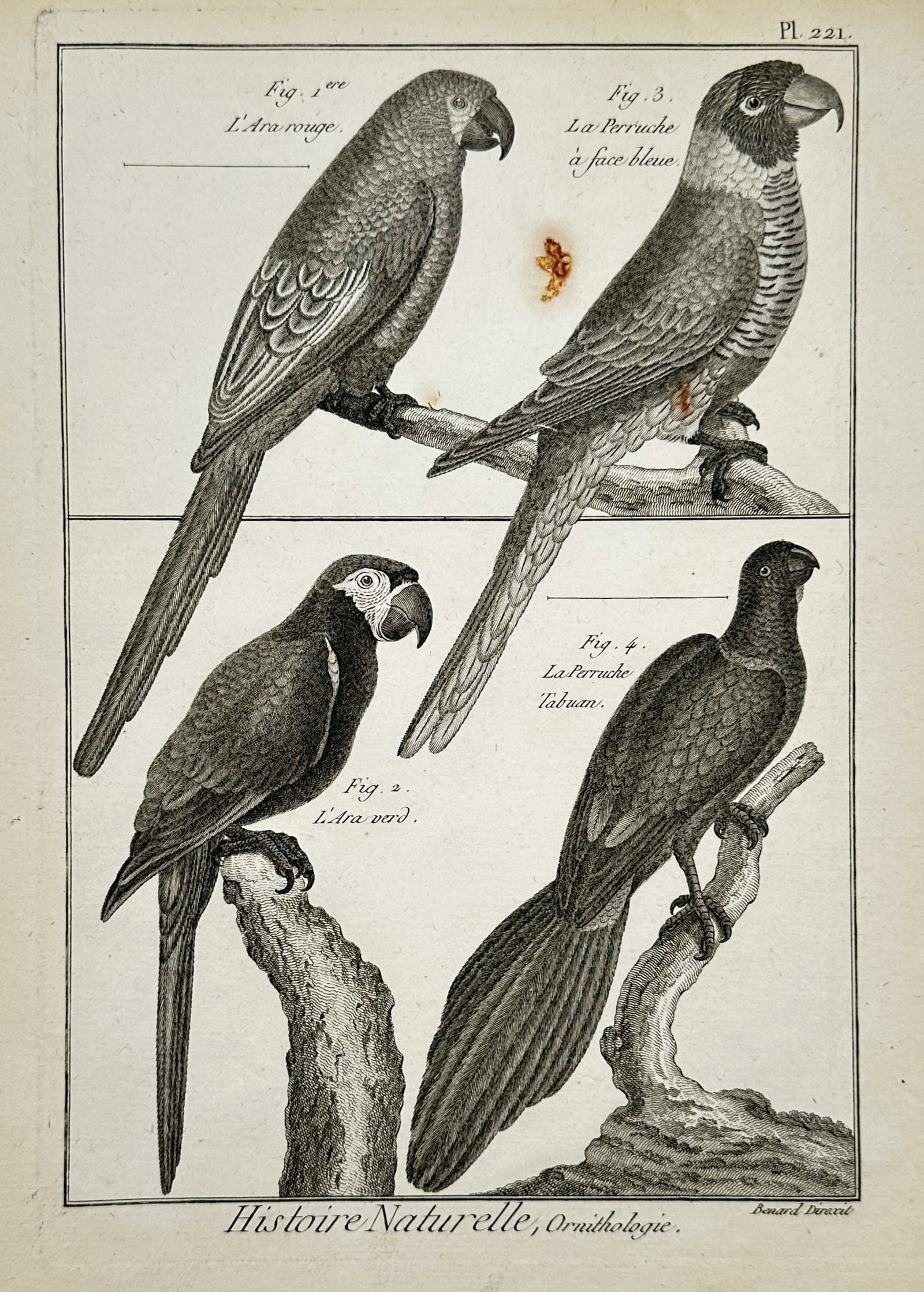 Robert Benard (1734–1777) – View of Macaws and Parakeets – Copper engraving (1780) (1 of 2)