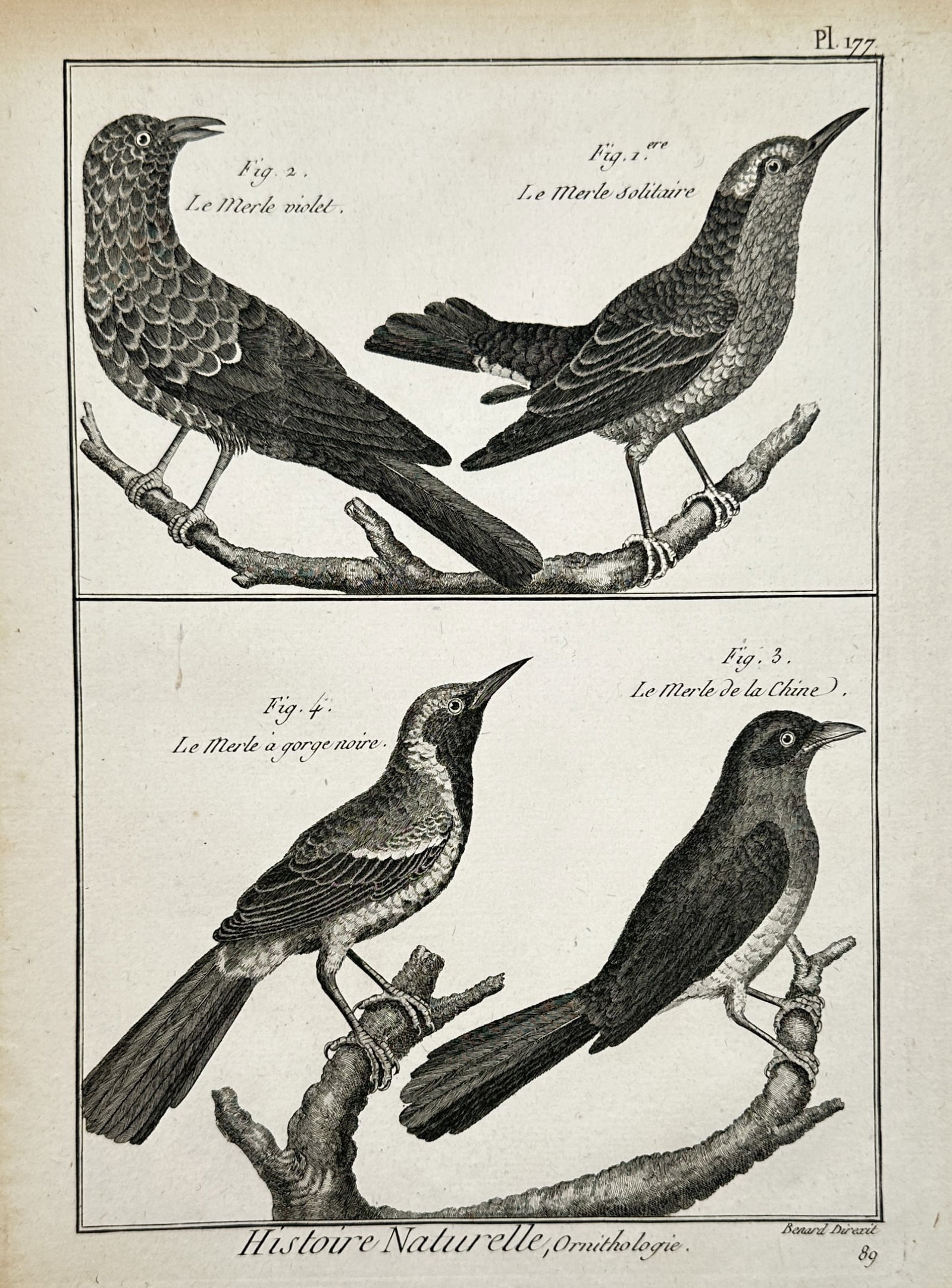 Robert Benard (1734–1777) – View of Thrushes and Blackbirds – Copper engraving (1780) (1 of 2)