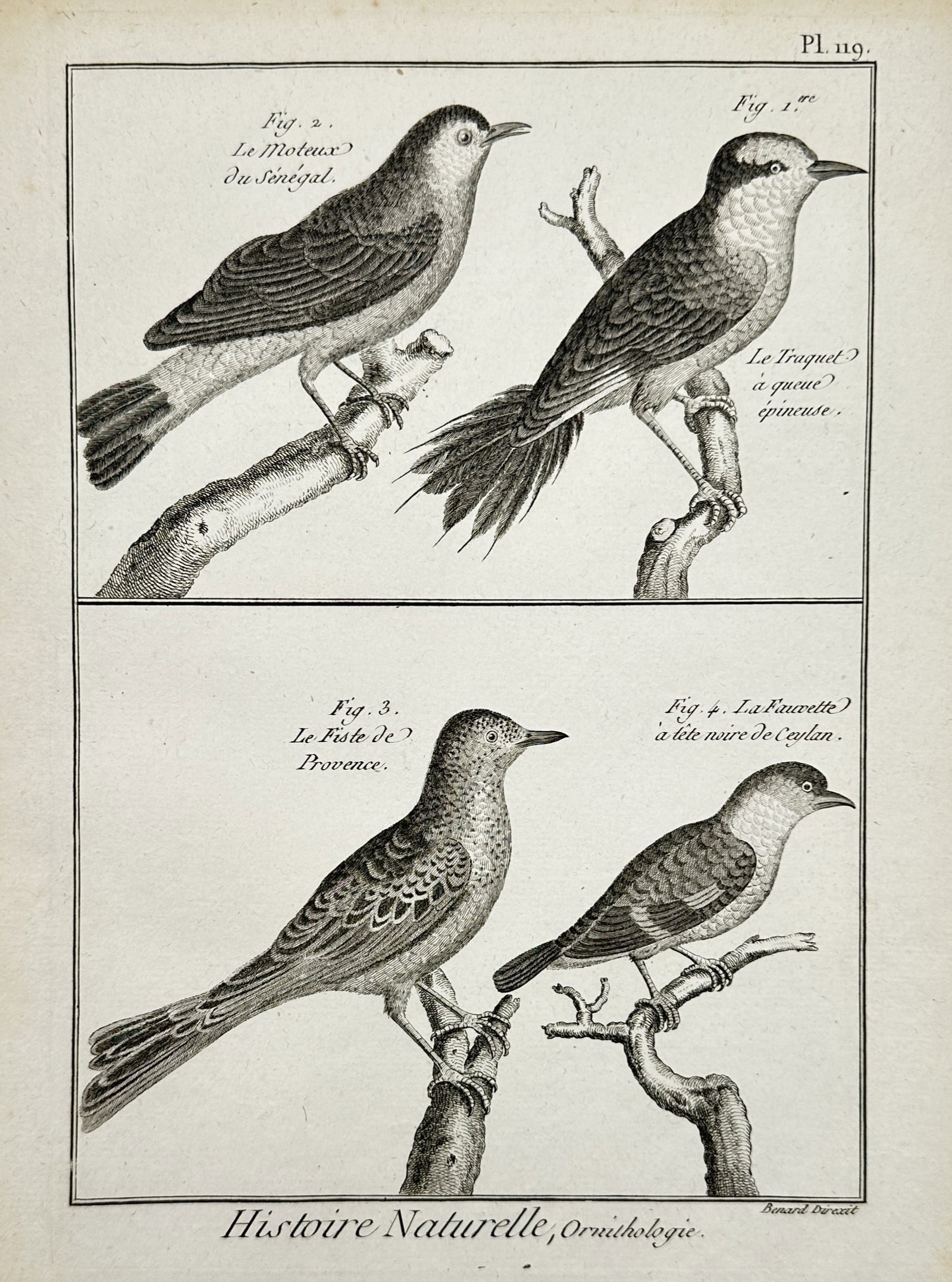 Robert Benard (1734–1777) – View of Old World Warblers – Copper engraving (1780) (1 of 2)