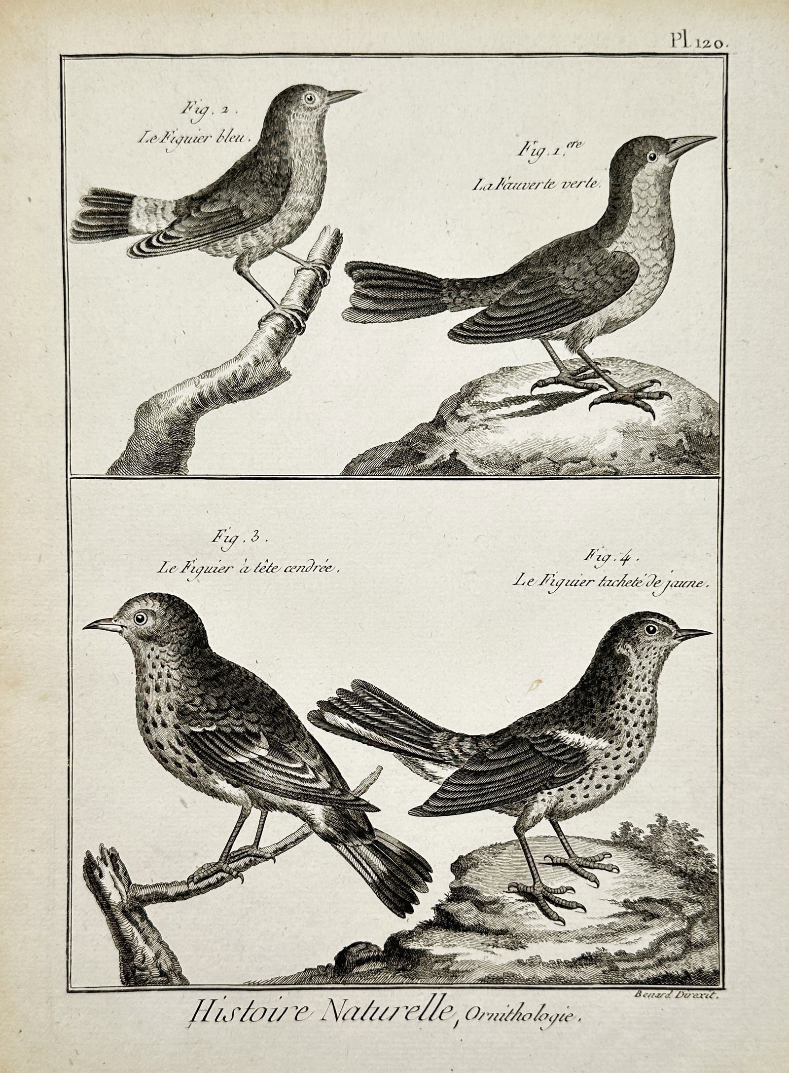 Robert Benard (1734–1777) – View of Old World Warblers and New World Warblers: "Histoire Naturelle, Ornithologie" portrays four small avian species perched on branches and rocky outcrops. The upper register features "Le Figuier bleu" (Cerulean Warbler) and "La Fauvette verte" (G