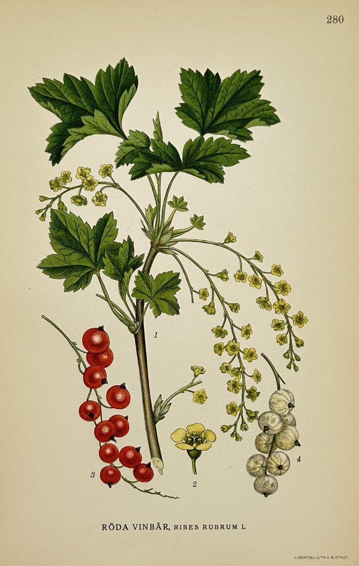 Carl Lindman (1856–1928) – View of Red Currants – Chromolithograph (1901–1905) (1 of 2)