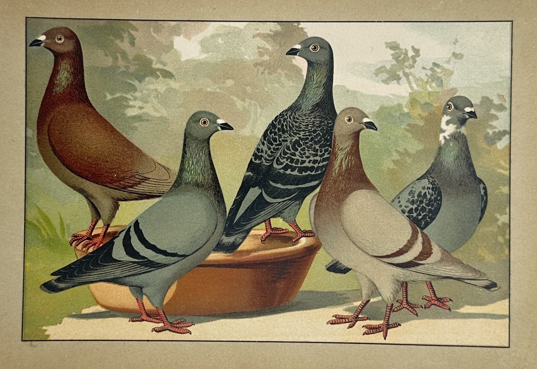 Emil Schachtzabel (1850–1941) – View of Show Pigeons at a Water Basin – Chromolithograph: Illustriertes Prachtwerk sämtlicher Taubenrassen portrays five distinct varieties of domestic pigeons gathered around a terracotta water basin, showcasing a range of plumage including solid brick red
