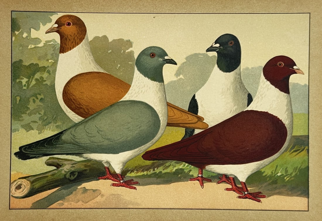 Emil Schachtzabel (1850–1941) – View of Show Pigeons in a Landscape – Chromolithograph (1906) (1 of 2)