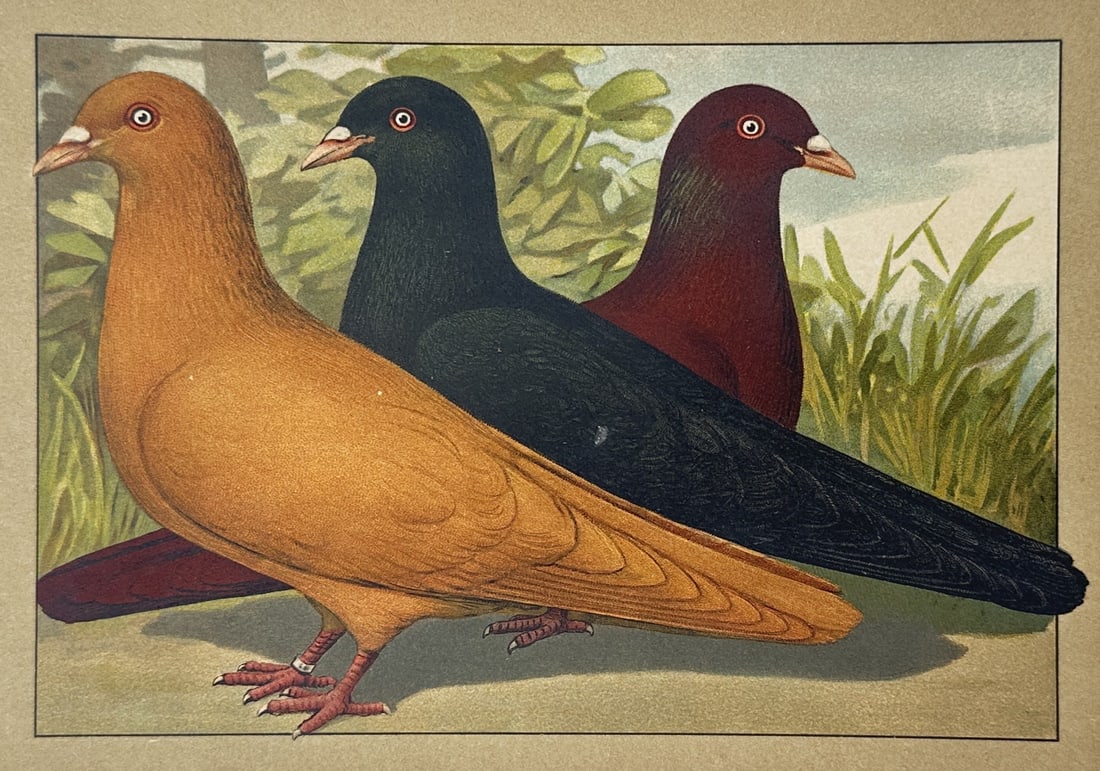Emil Schachtzabel (1850–1941) – View of Three Solid-Coloured Show Pigeons – Chromolithograph: Illustriertes Prachtwerk sämtlicher Taubenrassen portrays three domestic pigeons in profile against a naturalistic backdrop of green foliage and grass, displaying vibrant solid-coloured plumage in ye