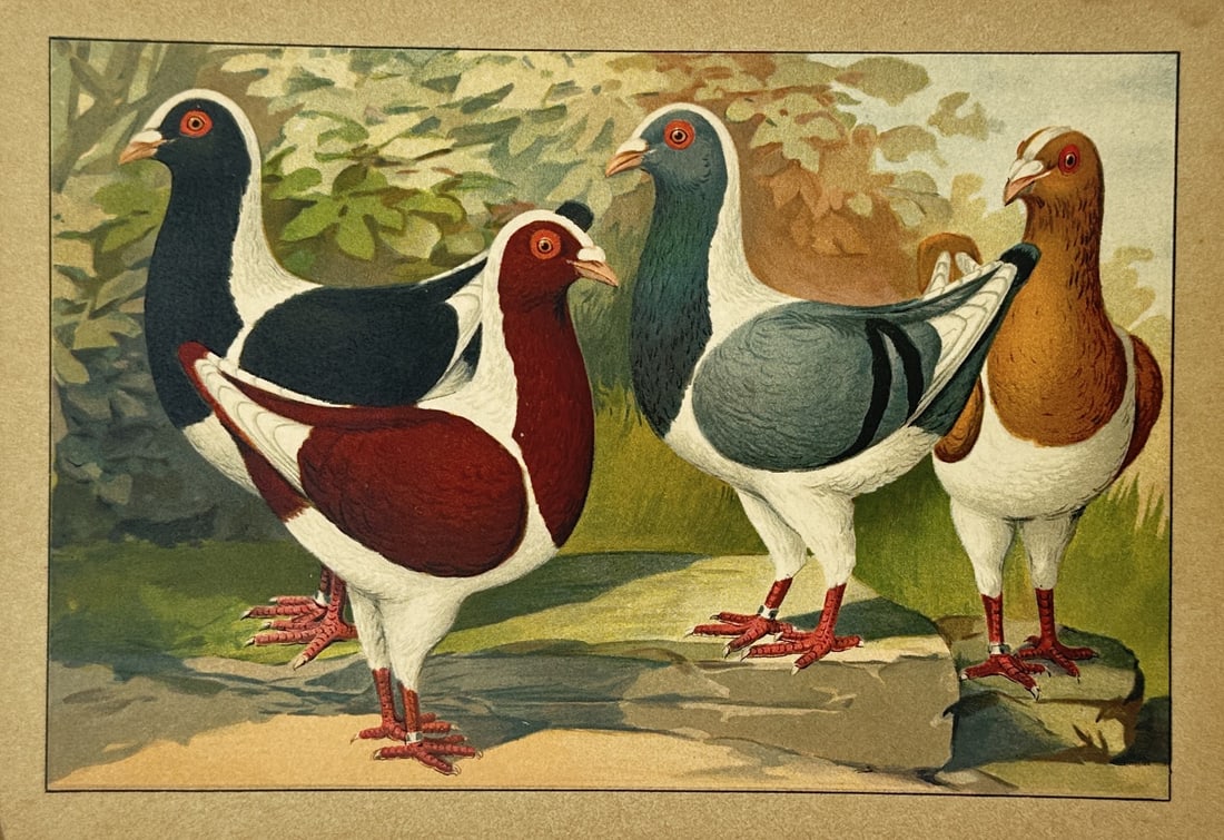 Emil Schachtzabel (1850–1941) – View of Magpie Pigeons in a Landscape – Chromolithograph: Illustriertes Prachtwerk sämtlicher Taubenrassen portrays four domestic pigeons characterized by the magpie marking, a specific plumage pattern where the head, neck, breast, back, and tail are colour