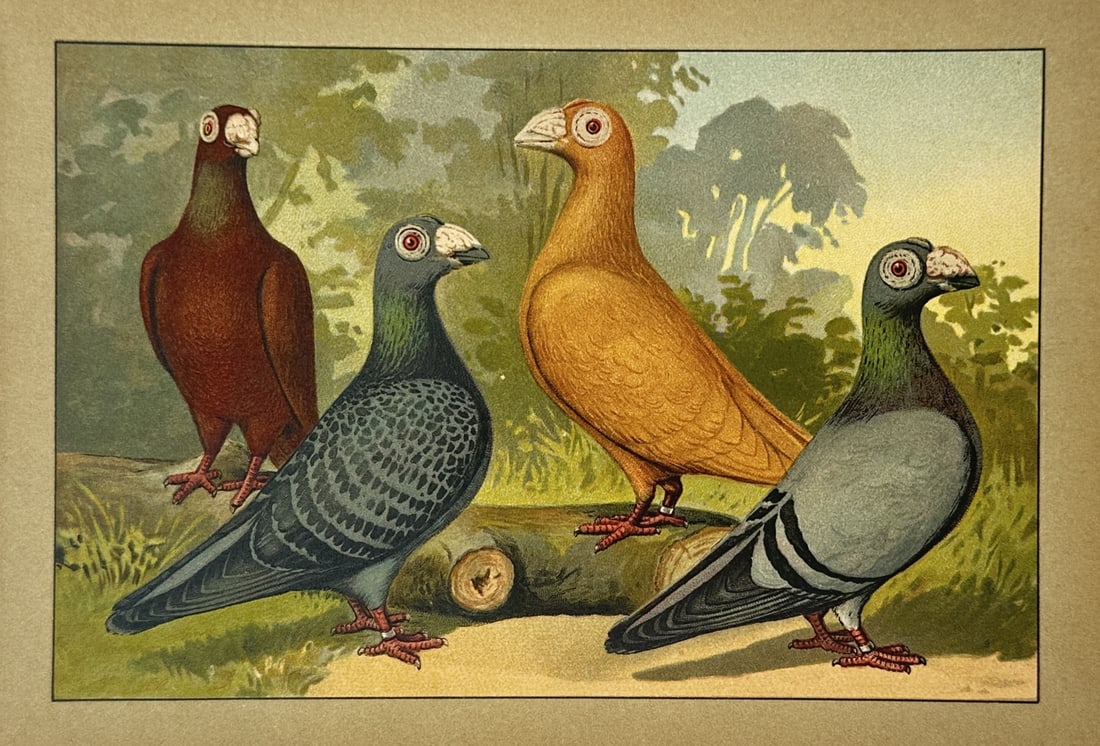 Emil Schachtzabel (1850–1941) – View of Barb Pigeons on a Log – Chromolithograph (1906) (1 of 2)