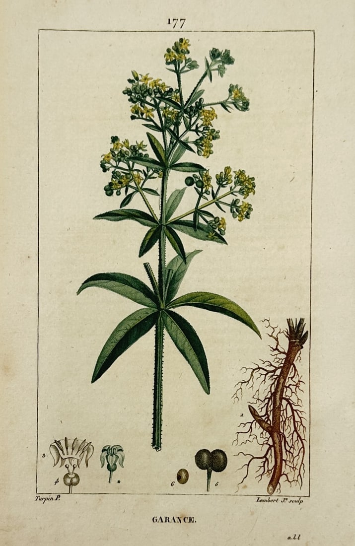 Pierre Jean François Turpin – View of the Madder Plant – Stipple engraving with hand-colour: "Garance" portrays a scientific botanical study of Rubia tinctorum, commonly known as dyer's madder, featuring the flowering stalk and the economically significant root system. The composition depicts