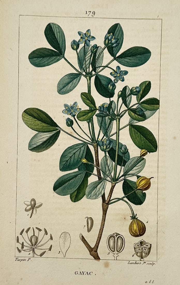 Pierre Jean François Turpin – View of the Lignum Vitae Plant – Stipple engraving with (1 of 2)