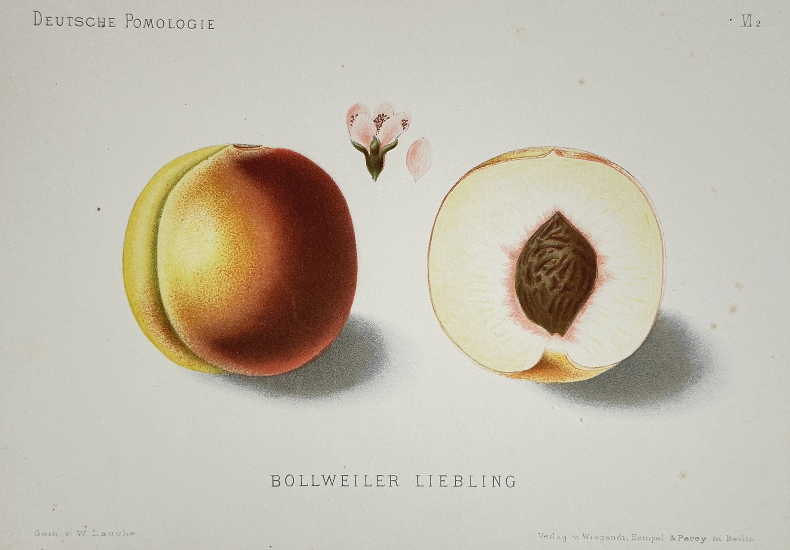Wilhelm Lauche (1827–1883) – View of the Bollweiler Liebling Peach – Chromolithograph (1 of 2)