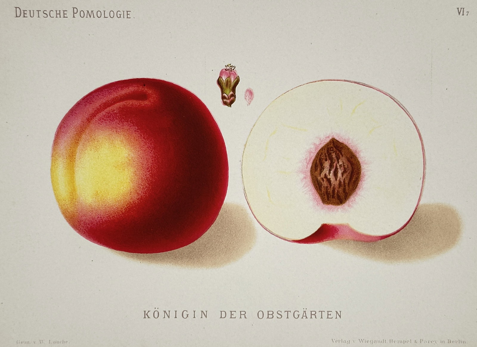 Wilhelm Lauche (1827–1883) – View of the Queen of the Orchards Peach – Chromolithograph: "KÖNIGIN DER OBSTGÄRTEN" portrays a scientific botanical study of the Queen of the Orchards peach variety, featuring the whole fruit, a cross-section showing the white flesh and stone, and a small p