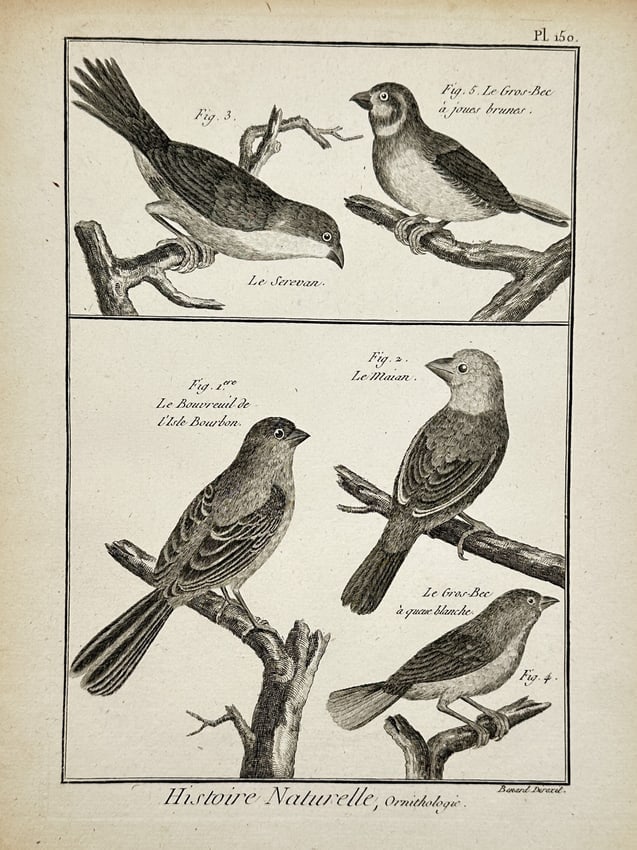 Robert Bénard (1734–1777) – Exotic Birds and Finches – Engraving (1762) (1 of 2)