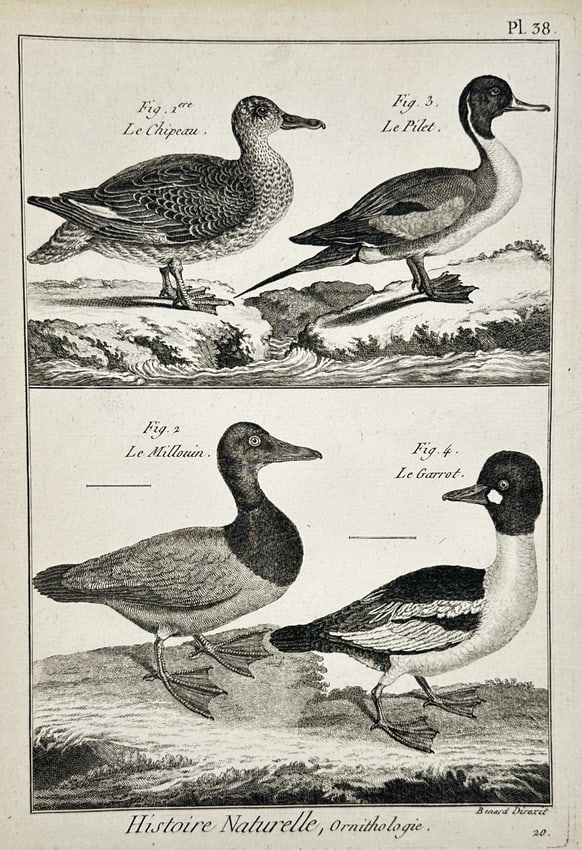 Robert Bénard (1734–1777) – Various Species of Ducks and Waterfowl – Engraving (1762) (1 of 2)