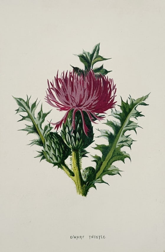 Frederick Edward Hulme (1841–1909) – Dwarf Thistle – Chromolithograph (1875–1900) (1 of 2)