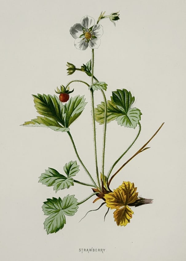 Frederick Edward Hulme (1841–1909) – Strawberry – Chromolithograph (1875–1900) (1 of 2)