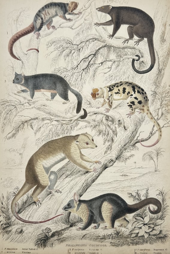 Captain Thomas Brown – Various Kangaroo and Wallaby Species – Hand-coloured Lithograph: "Kanguroos" illustrates five distinct species of marsupials from the family Macropodidae, including the Great Kangaroo and the Brush-tailed Rock-wallaby. The composition features the animals in variou