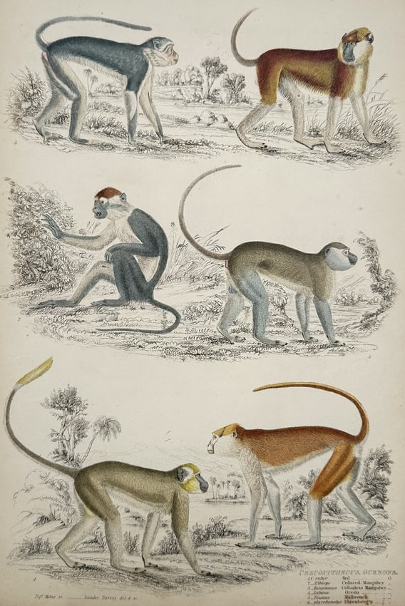 Captain Thomas Brown – Various Monkey Species – Hand-coloured Lithograph (1835–1840) (1 of 2)