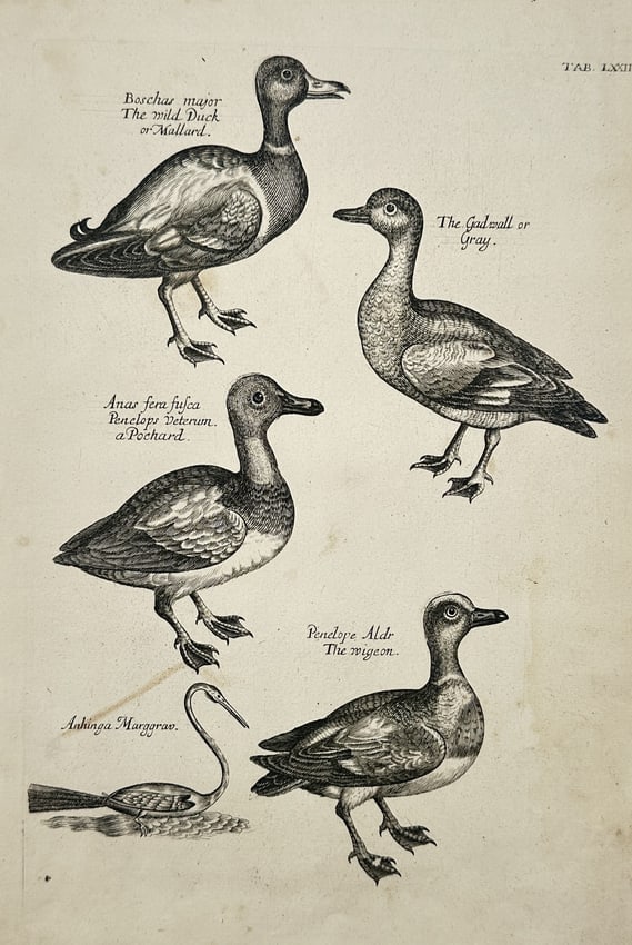 Francis Willughby – Various Species of Wild Ducks – Copperplate engraving (1678) (1 of 2)