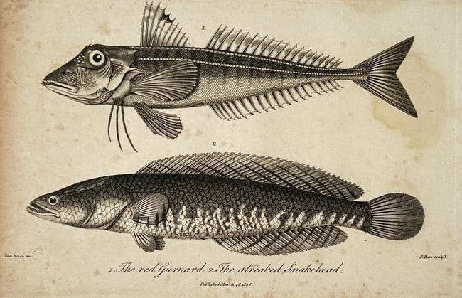 John Wilkes (1750–1810) – The Red Gurnard and The Streaked Snakehead – Engraving (1806) (1 of 2)