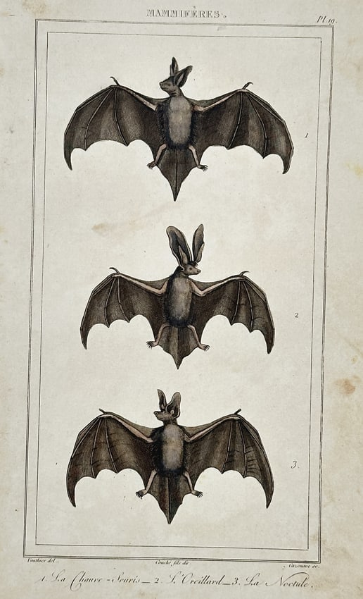 Georges-Louis Leclerc, Comte de Buffon – View of bats – Hand-coloured engraving (1825) (1 of 2)