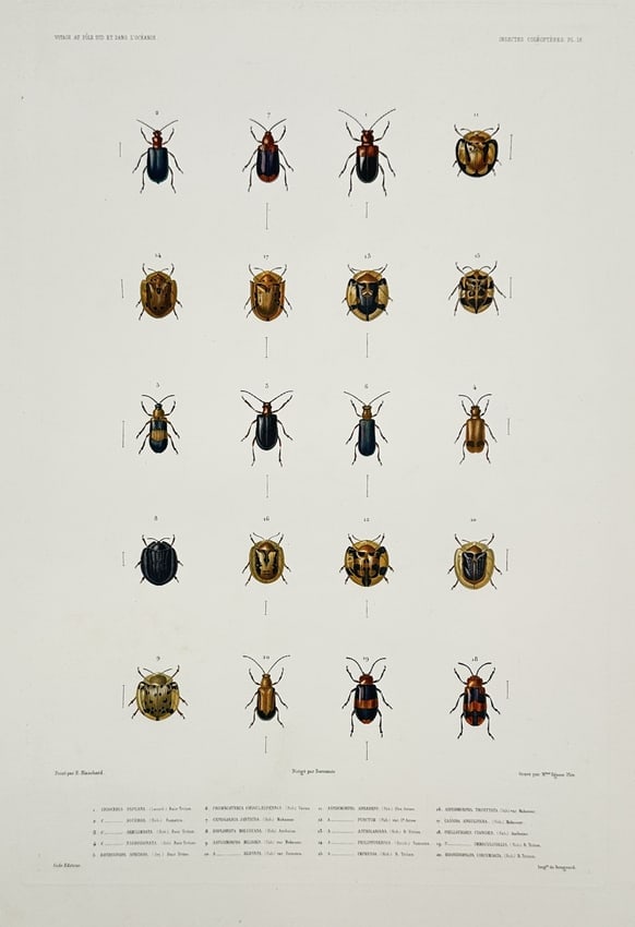 Jean-Baptiste Marie Bury – View of various coleoptera beetles – Hand-coloured engraving (1 of 1)