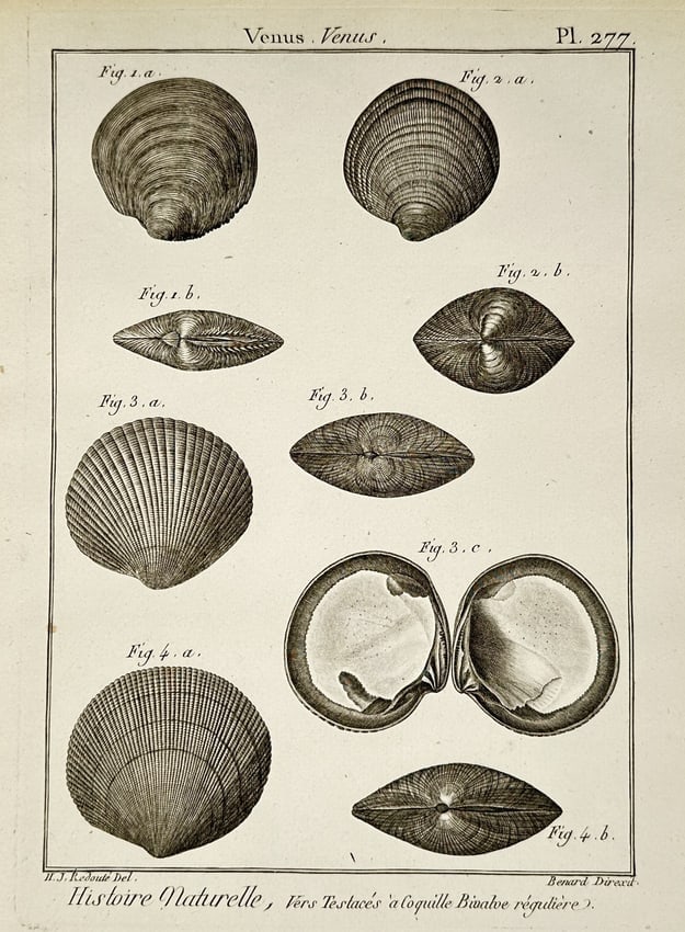 Robert Bénard (1734–1777) – View of Venus bivalve shell studies – Engraving (1771) (1 of 2)