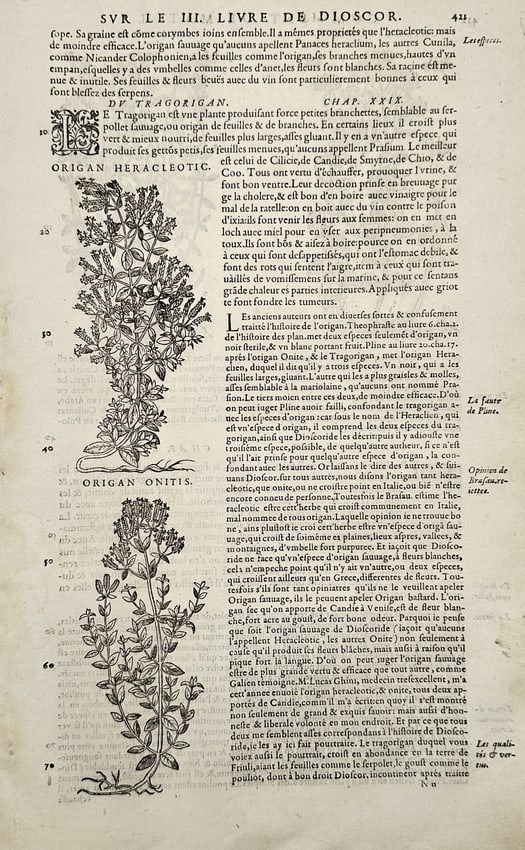 Pietro Andrea Mattioli (1501–1577) – View of Origan Heracleotic and Origan Onitis – Woodcut: "Du Tragorigan. Origan Heracleotic. Origan Onitis." This woodcut illustrates two species of wild oregano, showing the detailed structure of their stems, leaves, and flowering tops. The accompanying Fr