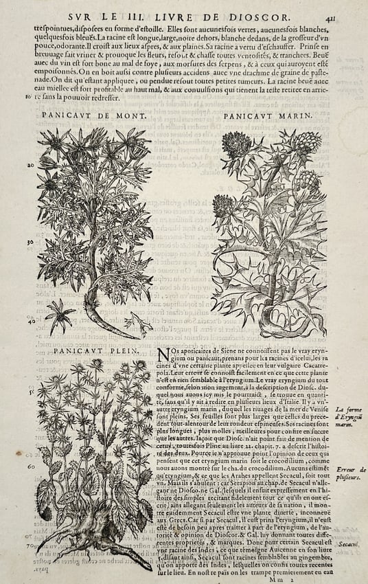 Pietro Andrea Mattioli (1501–1577) – View of Panicaut de Mont and Panicaut Marin – Woodcut (1 of 2)