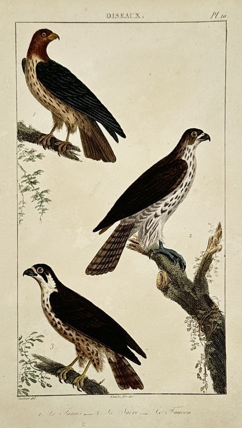 Georges-Louis Leclerc, Comte de Buffon – View of the Buzzard, the Goshawk (1 of 2)