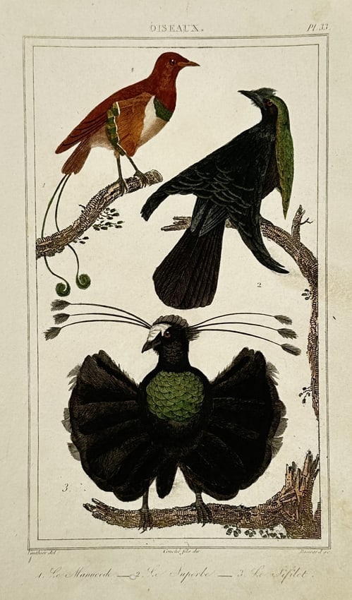Georges-Louis Leclerc, Comte de Buffon – Studies of Birds of Paradise – Hand-coloured copper (1 of 2)