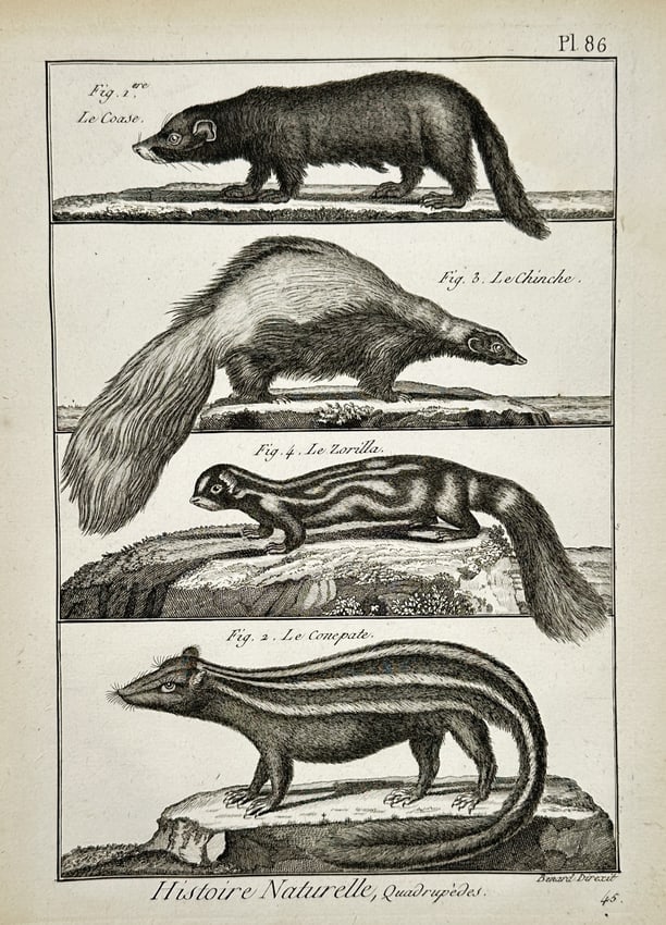 Robert Bénard (1734–1777) – Study of Four Small Mammals – Engraving (1771) (1 of 2)