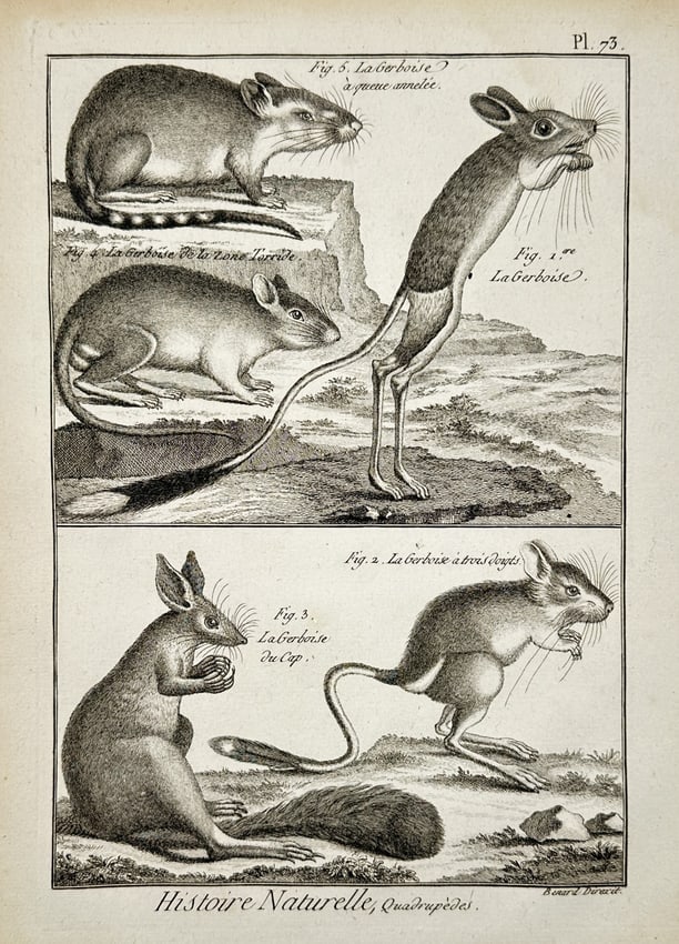 Robert Bénard (1734–1777) – Study of Jerboas and Rodents – Engraving (1771) (1 of 2)