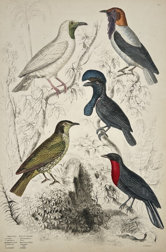 Captain Thomas Brown (1785–1862) – Study of Fruit-Crows and Barrier Birds (1 of 2)