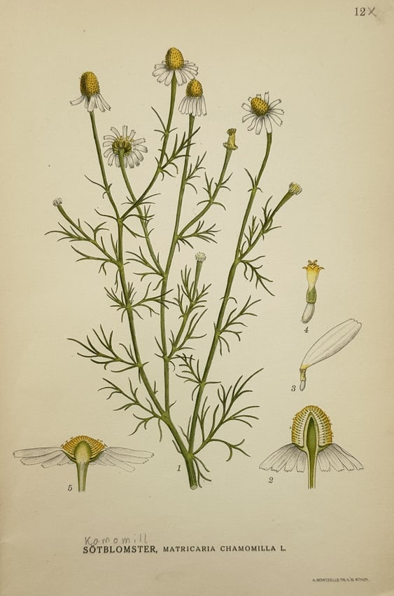 Carl Lindman (1856–1928) – Study of Chamomile – Chromolithograph (1901–1905) (1 of 2)