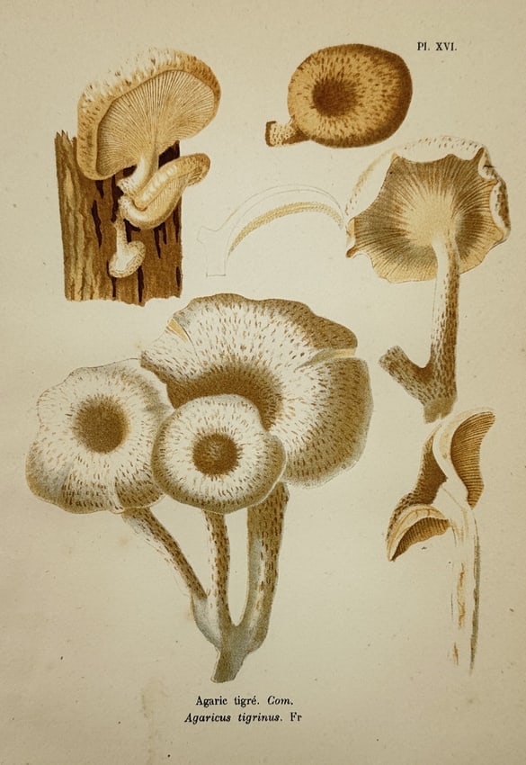 Aimée-Eugénie Delville-Cordier – Study of Tiger Sawgill – Chromolithograph (1876) (1 of 2)