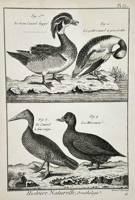Robert Bénard (1734–1777) – Various Species of Waterfowl – Engraving (1762) (1 of 2)