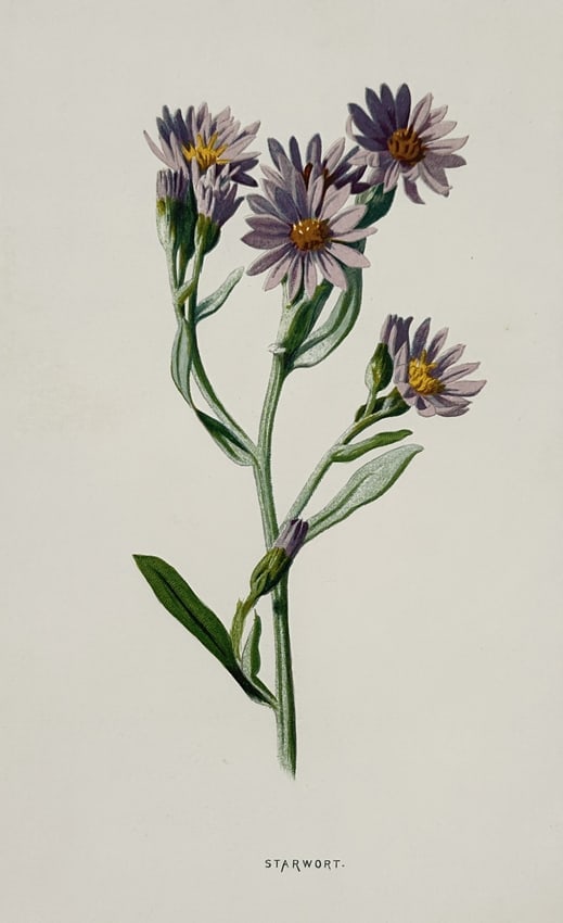Frederick Edward Hulme (1841–1909) – Starwort – Chromolithograph (1875–1900) (1 of 2)