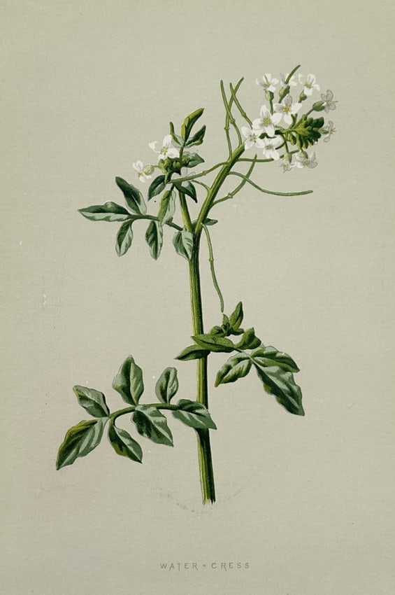 Frederick Edward Hulme (1841–1909) – Water-Cress – Chromolithograph (1875–1900) (1 of 2)