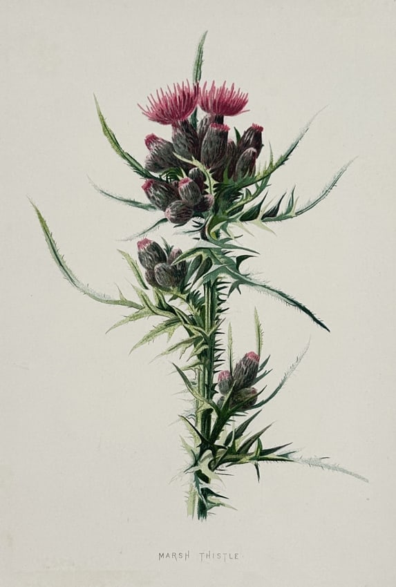 Frederick Edward Hulme (1841–1909) – Marsh Thistle – Chromolithograph (1875–1900) (1 of 2)