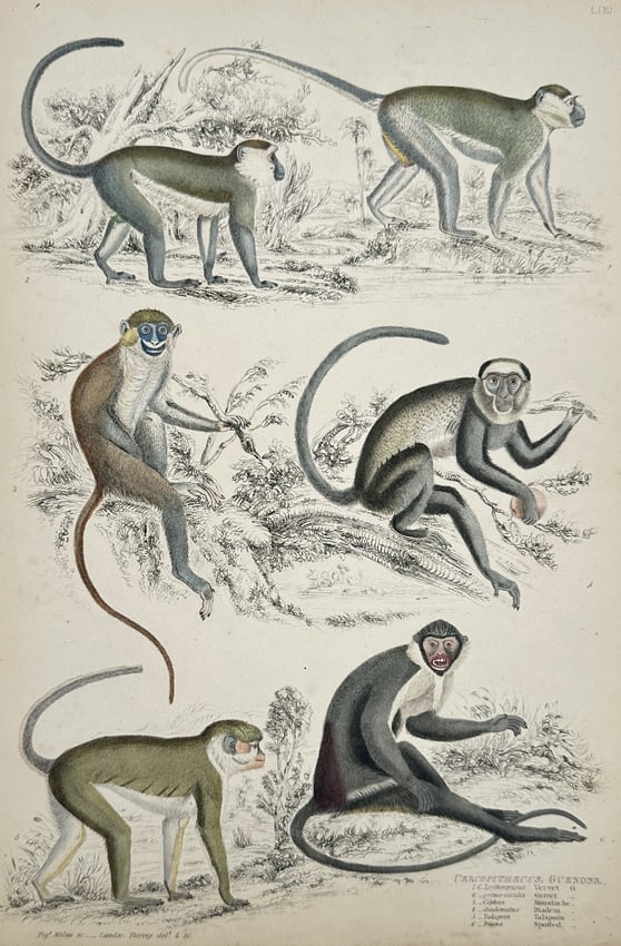 Captain Thomas Brown – Various Guenon Species (Cercopithecus) – Hand-coloured lithograph (1 of 2)